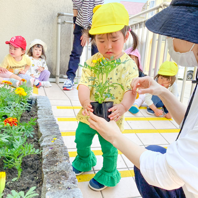 パンジー植え